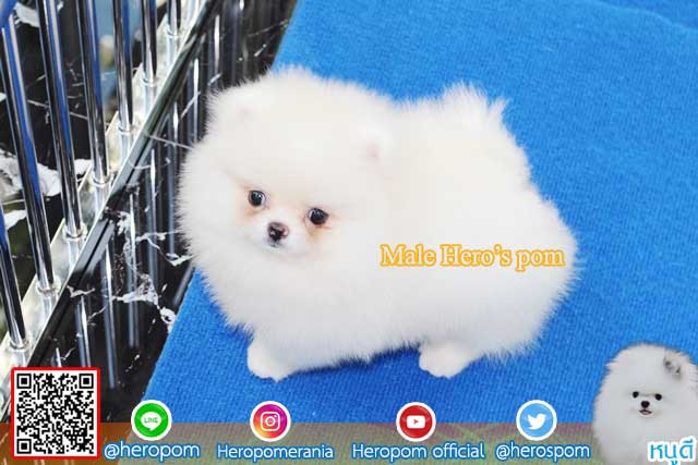 ขายปอมหน้าหมีสีขาว  ตัวที่ 3