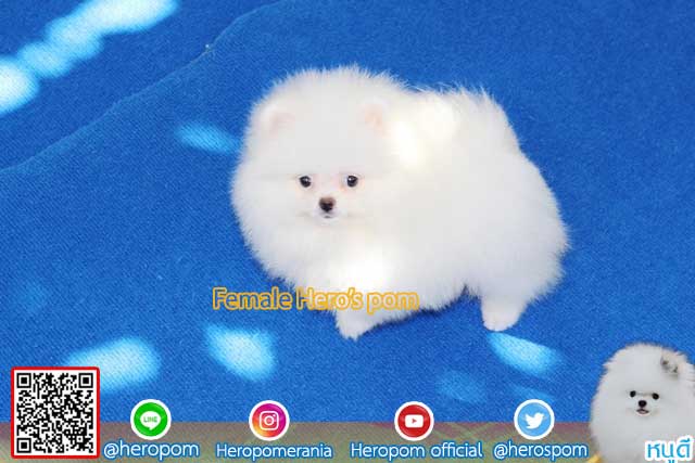 ขายปอมหน้าหมีสีขาว  ตัวที่ 4
