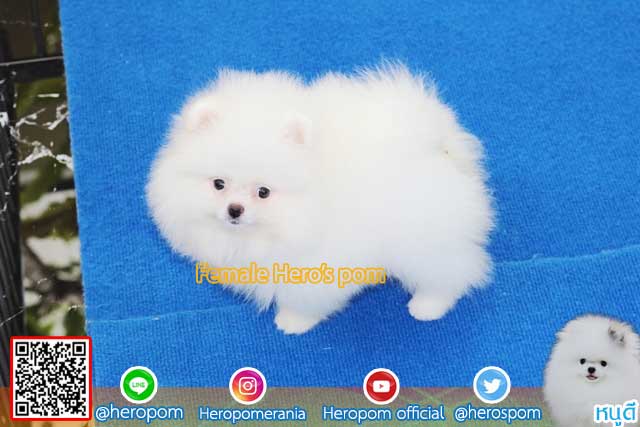 ขายปอมหน้าหมีสีขาว  ตัวที่ 4