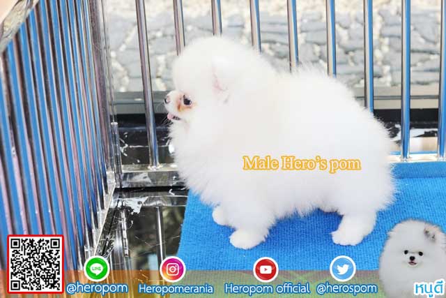 ขายปอมหน้าหมีสีขาว  ตัวที่ 3
