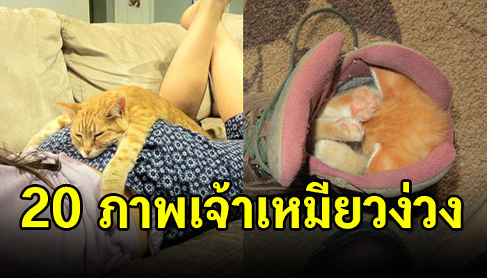 20 สัตว์โลกที่จะยืนยันได้ว่า สัตว์โลกเมื่อเวลาง่วงนอนมันจะนอนตรงไหนมันก็นอน