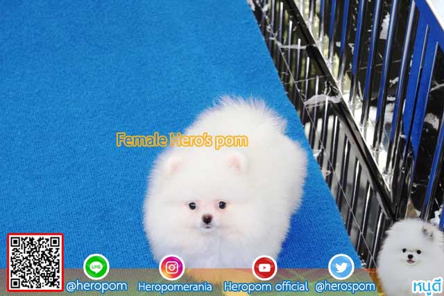 ขายปอมหน้าหมีสีขาว  ตัวที่ 4