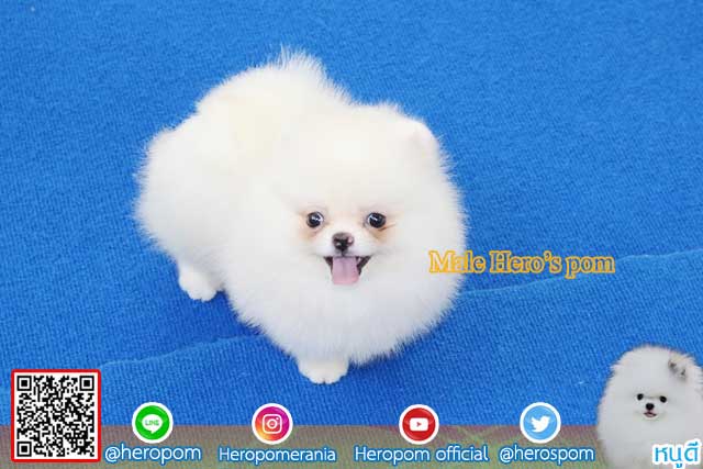 ขายปอมหน้าหมีสีขาว  ตัวที่ 3