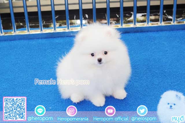 ขายปอมหน้าหมีสีขาว  ตัวที่ 4