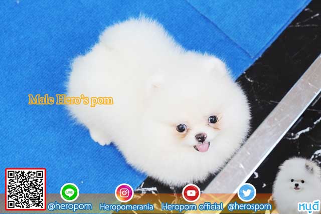 ขายปอมหน้าหมีสีขาว  ตัวที่ 3