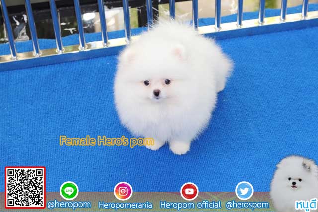 ขายปอมหน้าหมีสีขาว  ตัวที่ 4