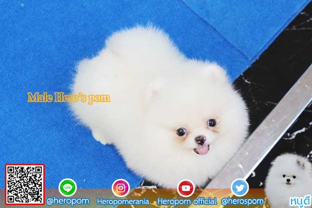 ขายปอมหน้าหมีสีขาว  ตัวที่ 3
