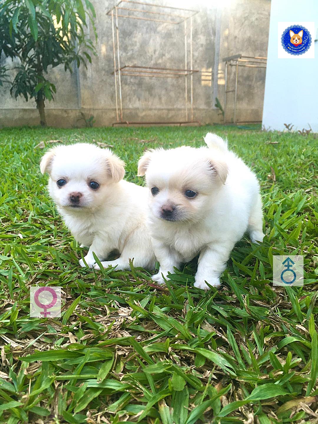 ชิวาวาขนยาวไซส์เล็ก ผู้1/เมีย1  ราคา 4500 บาท
