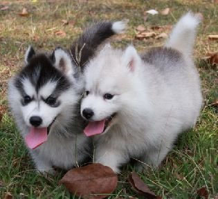 -ฟาร์มขายไซบีเรียนเกรดคุณภาพ ที่ใหญ่ที่สุดในประเทศไทย ต้องที่allbest kennel เท่