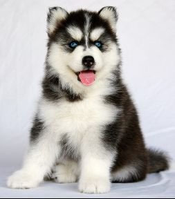 -ฟาร์มขายไซบีเรียนเกรดคุณภาพ ที่ใหญ่ที่สุดในประเทศไทย ต้องที่allbest kennel เท่