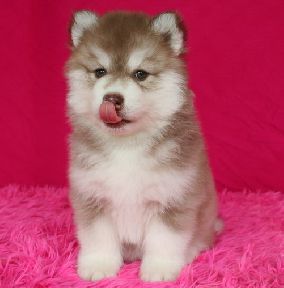 -ฟาร์มขายไซบีเรียนเกรดคุณภาพ ที่ใหญ่ที่สุดในประเทศไทย ต้องที่allbest kennel เท่