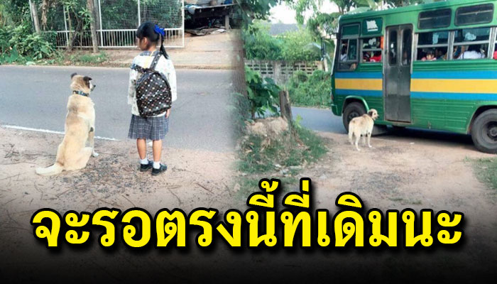 เจ้าตูบเดินมาส่งหนูน้อยขึ้นรถไปโรงเรียนทุกเช้าตอนเย็นก็จะมารอรับกลับบ้านพร้อมกัน