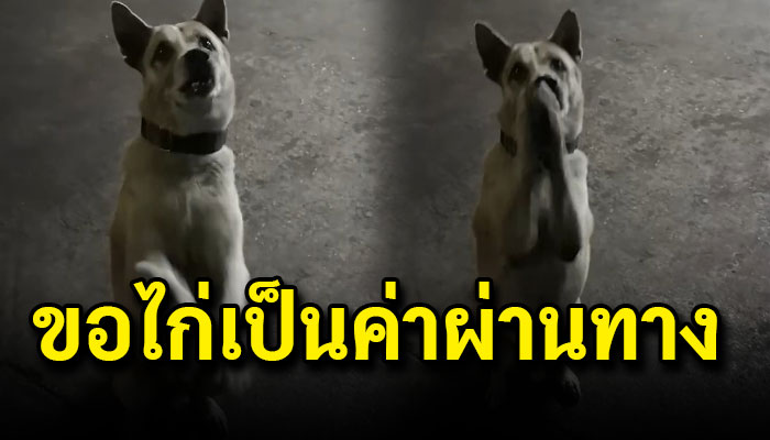 อดีตหมาจรปัจจุบันกลายเป็นยามใต้คอนโด เดินตรวจงานขอไก่เป็นค่าผ่านทาง