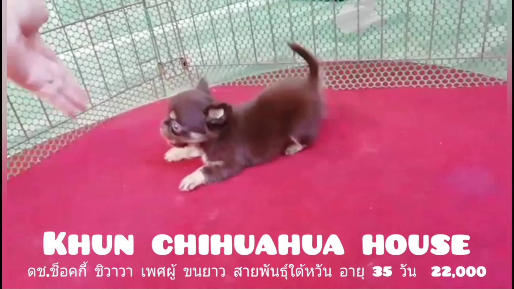 ชิวาวา เพศผู้ ขนยาว สีช็อค สายพันธุ์ใต้หวัน มาร์คสวย เพ็ดเต็มใบ  0944429982