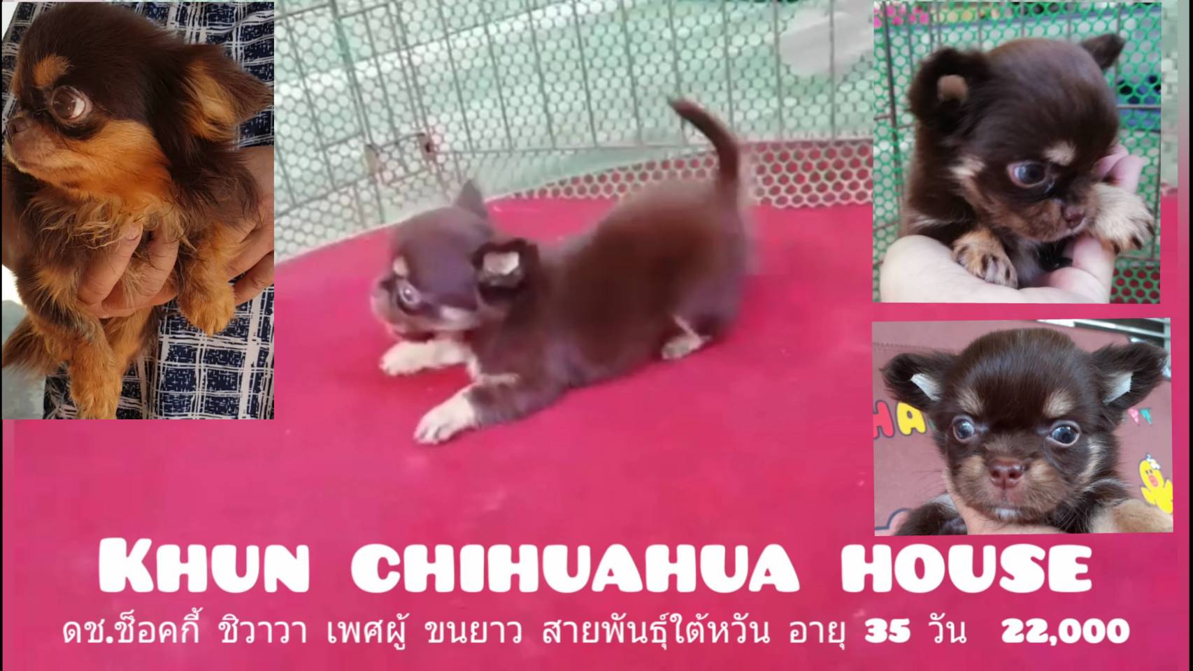 ชิวาวา เพศผู้ ขนยาว สีช็อค สายพันธุ์ใต้หวัน มาร์คสวย เพ็ดเต็มใบ  0944429982