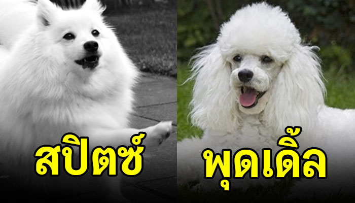10 สายพันธุ์หมารักความสะอาด