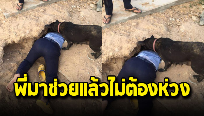 แม่หมากระวนกระวายร้องเสียงดัง หล้งลูกน้อยติดอยู่ในหลุมลึกกว่า 7 ตัว