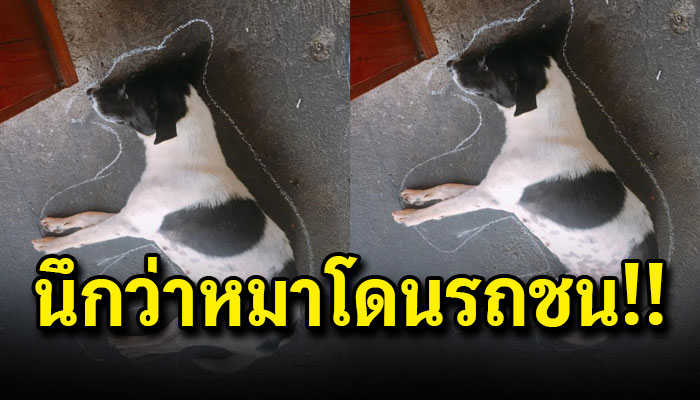 สาวพบตูบจรนอนนิ่งไม่ขยับ เอาชอล์กขีดล้อมรอบ คิดว่าถูกแกล้ง จริงแล้วกลัวมดขึ้นหมา