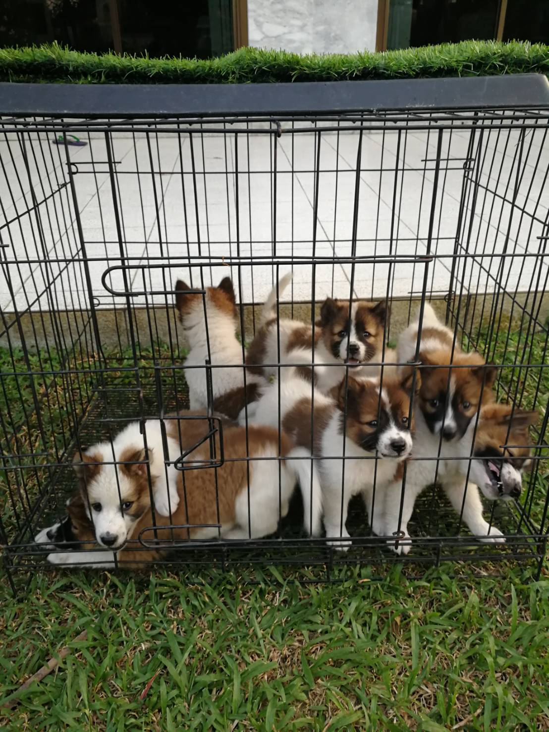 ขายน้องหมาพันธุ์บางแก้วแท้ อายุ 40 วัน ผู้3 เมีย5 ราคา 3,000 บาท