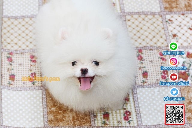 ขายปอมหน้าหมีน้องปุยฝ้าย