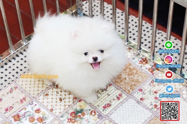 ขายปอมหน้าหมีน้องปุยฝ้าย