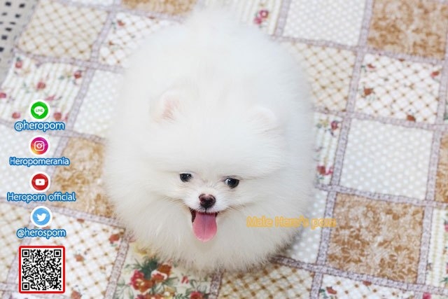 ขายปอมหน้าหมีน้องปุยฝ้าย