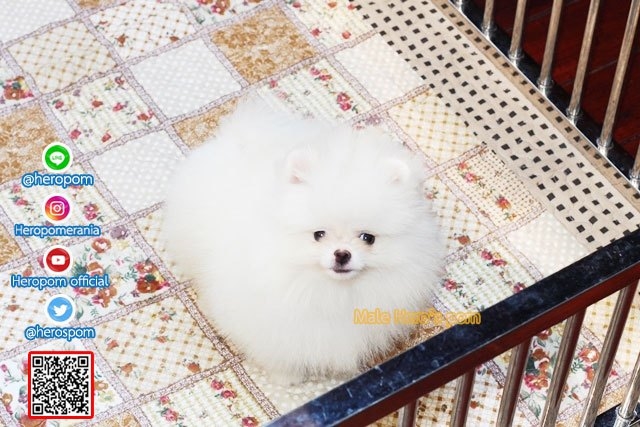 ขายปอมหน้าหมีน้องปุยฝ้าย