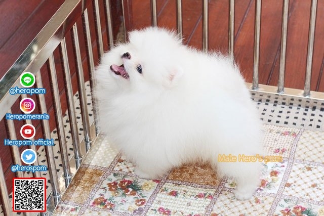 ขายปอมหน้าหมีน้องปุยฝ้าย
