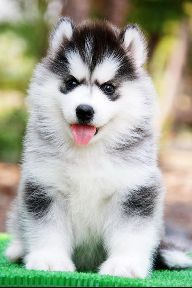 -มาแล้วน้องหมาไซบีเรียนฮัสกี้ เข้าใหม่หลายคอก มีครบจบในที่เดียวที่ฟาร์ม allbest