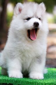 -มาแล้วน้องหมาไซบีเรียนฮัสกี้ เข้าใหม่หลายคอก มีครบจบในที่เดียวที่ฟาร์ม allbest