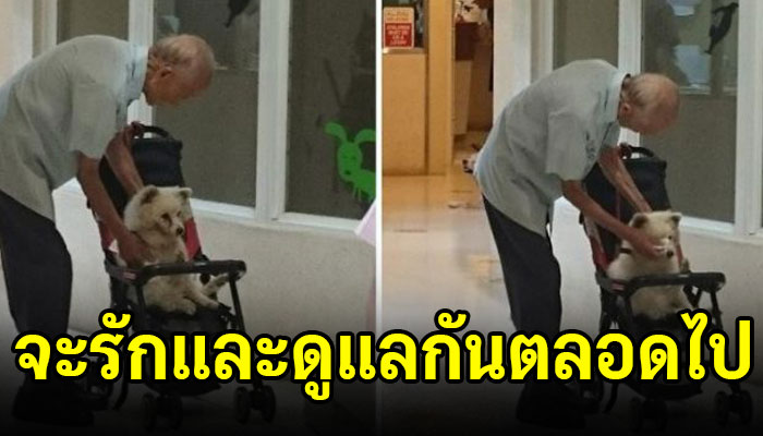 คุณปู่สุดน่ารักเข็นรถพาตูบแก่มาหาหมอเพราะมันไม่มีแรงเดิน จะขอดูแลกันไปจนตาย