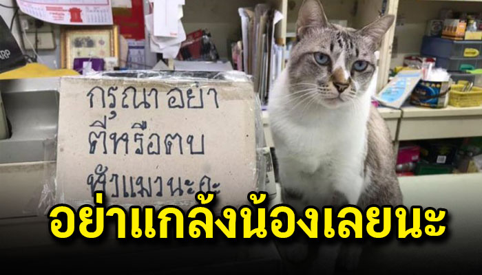 สาวมาซื้อของพบป้ายติดไว้เพราะแมวถูกแกล้งบ่อย ป้าเจ้าของร้านวอนอย่าแกล้งน้องเลยนะ