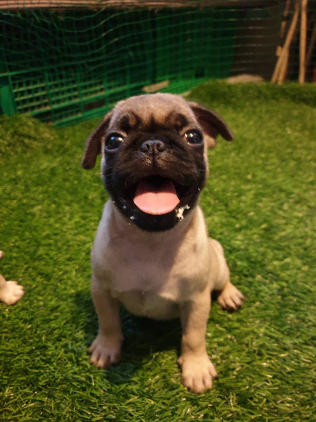 น้องปั๊กรอย้ายบ้าน