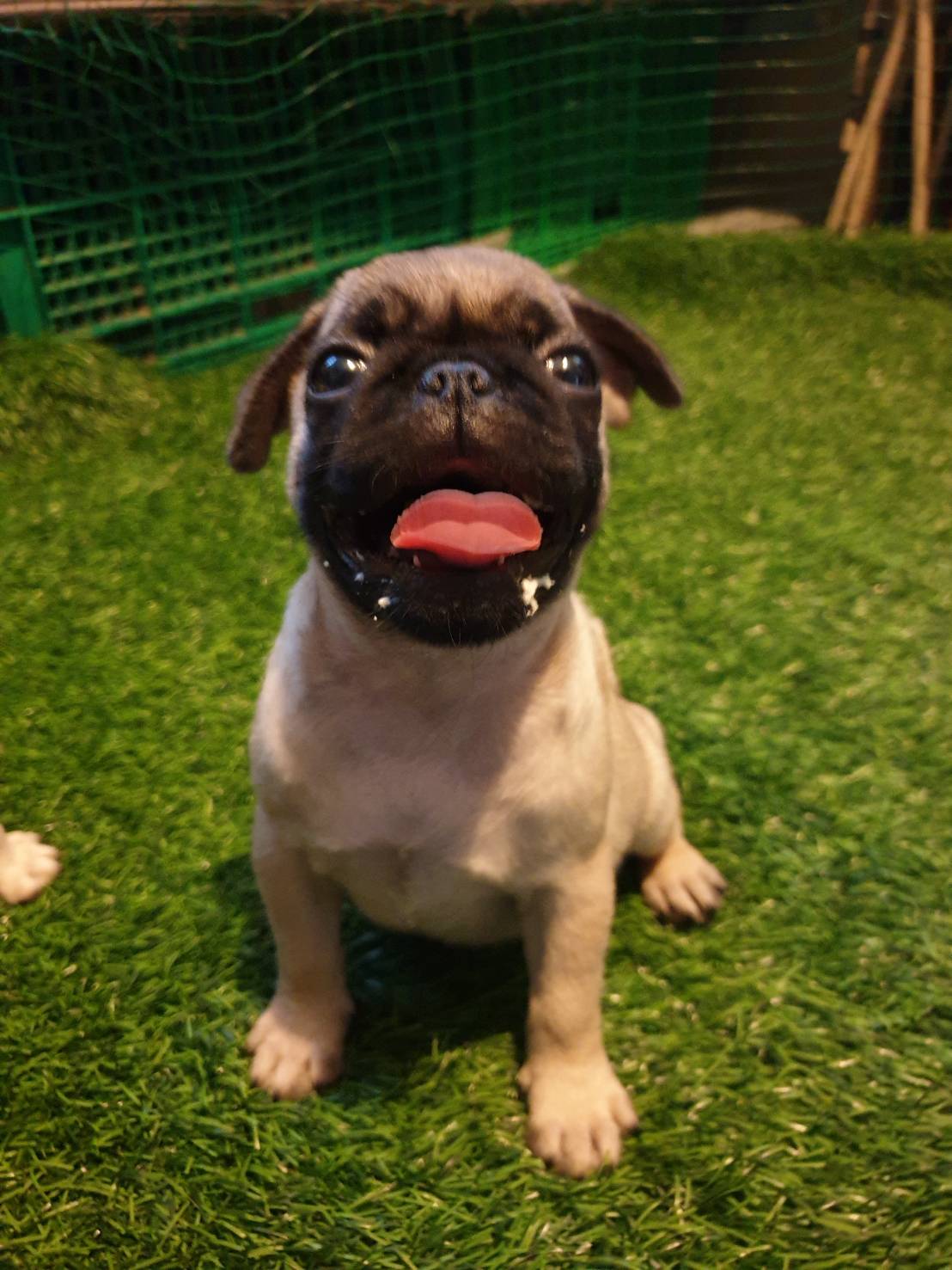 น้องปั๊กรอย้ายบ้าน