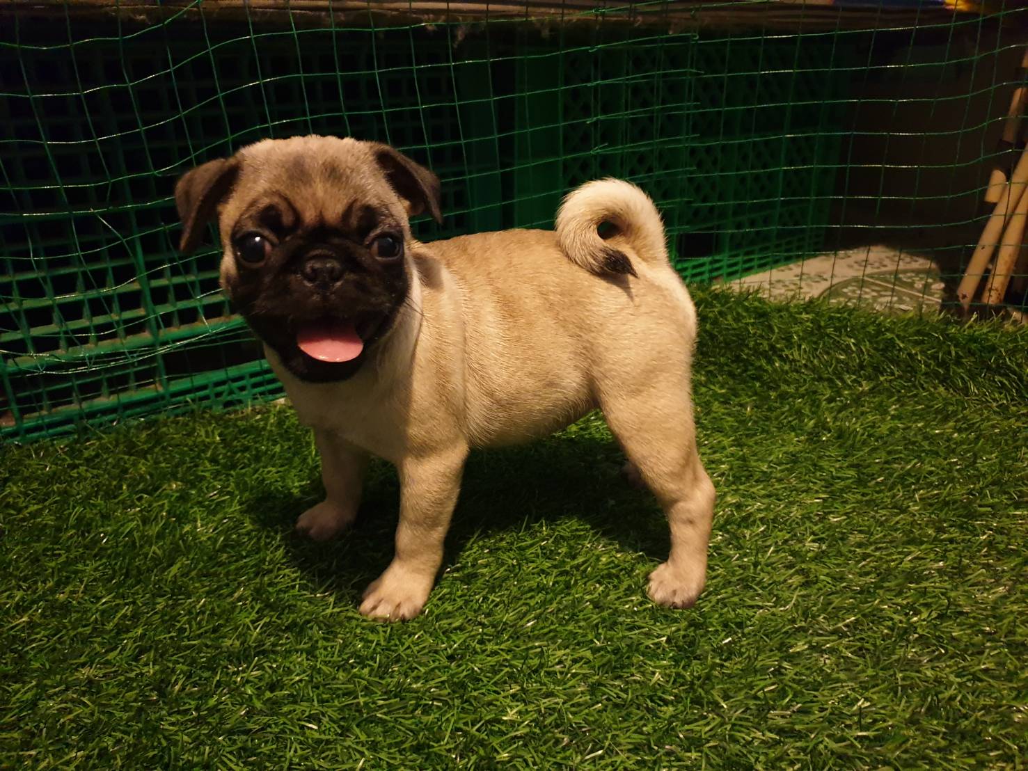 น้องปั๊กรอย้ายบ้าน