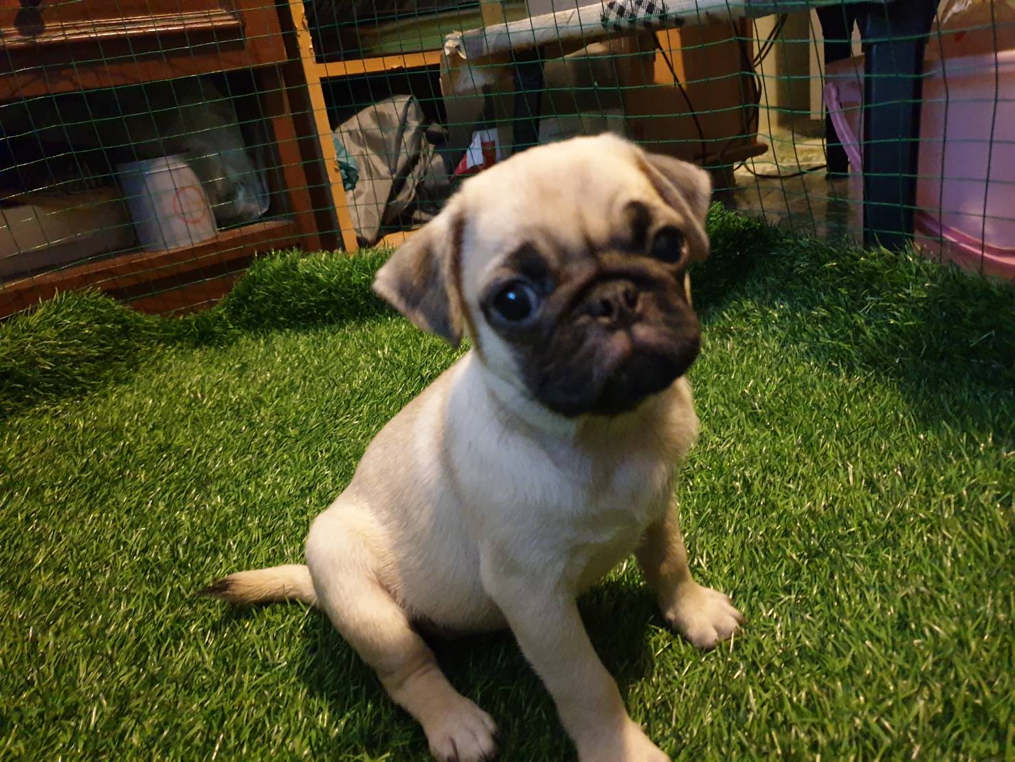 น้องปั๊กรอย้ายบ้าน 5500