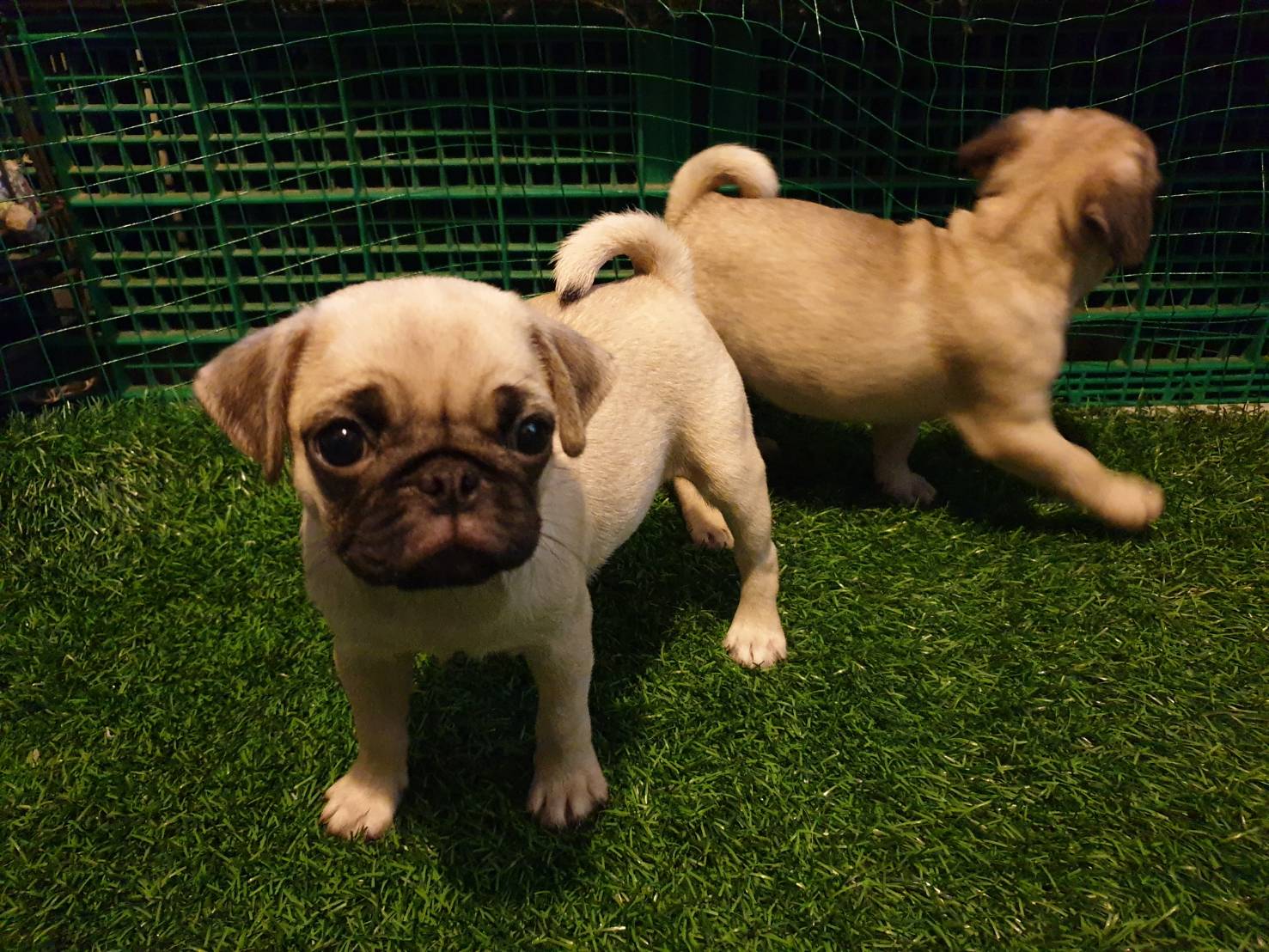 น้องปั๊กรอย้ายบ้าน 5500