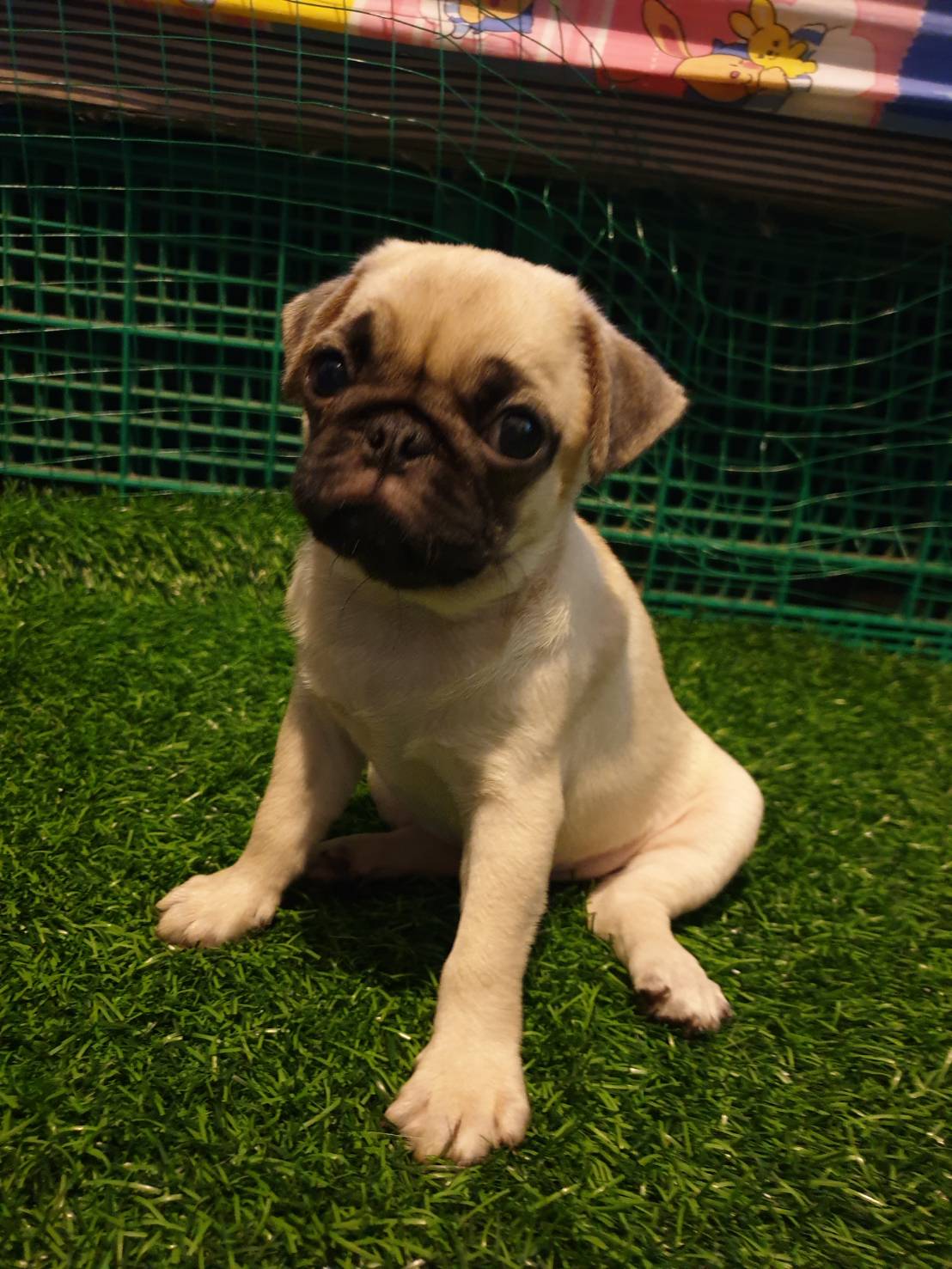 น้องปั๊กรอย้ายบ้าน 5500
