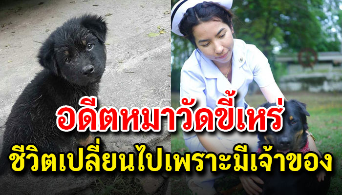 “เจ้าจ้อน”อดีตหมาวัดขี้เหร่ ไม่มีใครรักแต่ชีวิตเปลี่ยนไปเพราะมีเจ้าของที่รักจริง