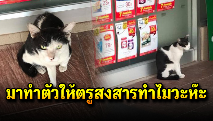 สาวเห็นแมวจร ซื้อขนมแมวให้จนเหลือเงินกลับบ้าน3บาท รู้ที่หลังเป็นแมวเจ้าของปั้ม