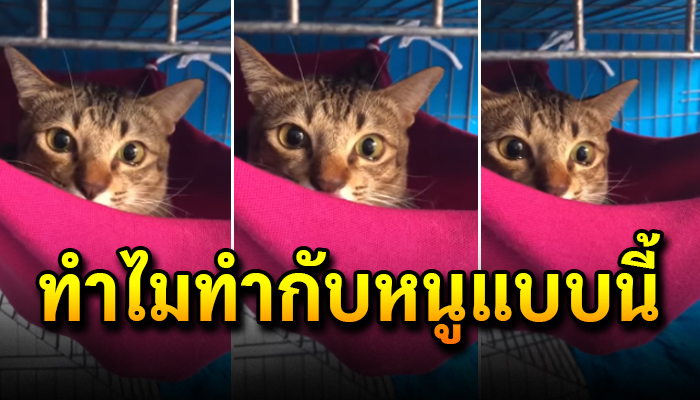 เหมียวสุดช้ำร้องไห้น้ำตาไหล หลังเจ้าของเอาแมวน้อยตัวใหม่เข้าบ้าน