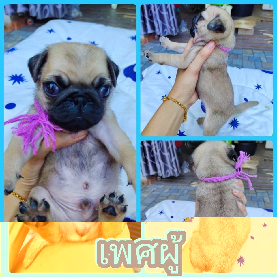 ปั๊ก ชาย 2 หญิง 4