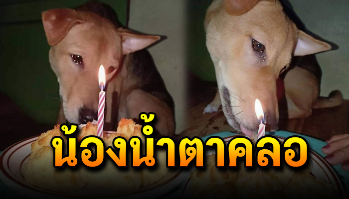 น้องหมาถูกเก็บมาเลี้ยงร้องไห้น้ำตาซึม หลังผู้เป็นเจ้าของซื้อขนมนวันครบรอบวันเกิด