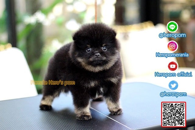 ขายปอมหน้าหมี
