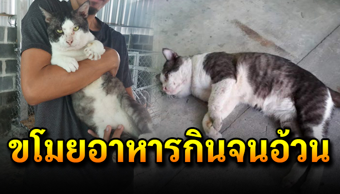 อดีตแมวนักเลงคุมซอย แอบขโมยอาหารกินกว่า 1 ปี ตอนนี้อ้วนมาก