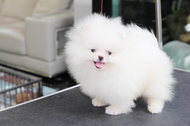 ขายปอมหน้าหมีสีขาว