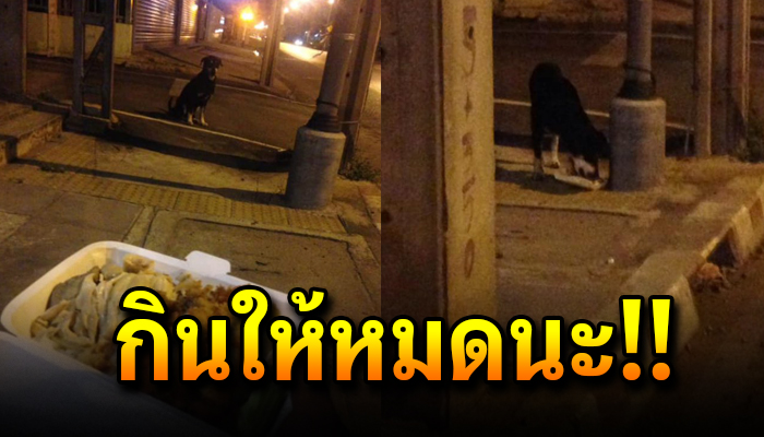 หนุุ่มซื้อข้าวมันไก่มา จะกินหลังเลิกงาน แต่เจอเจ้าตูบสภาพผอม เลยยกให้มันกิน