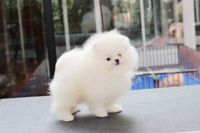 ขายปอมหน้าหมีสีขาว