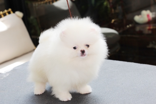 ขายปอมหน้าหมีสีขาว