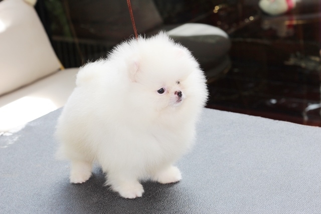 ขายปอมหน้าหมีสีขาว